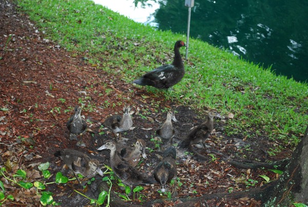 Duck Family