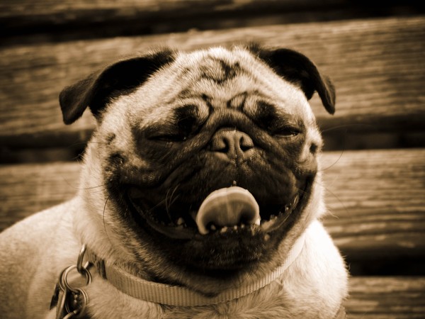 Pug
