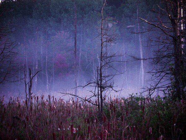 More Misty Trees