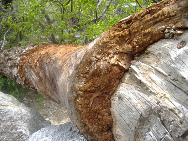 fallen tree