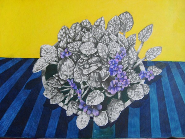 African Violet