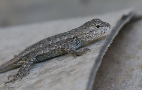 Baby Fence Lizard