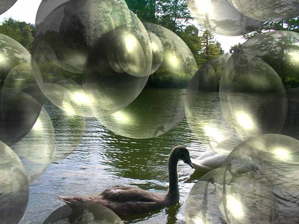 the swans