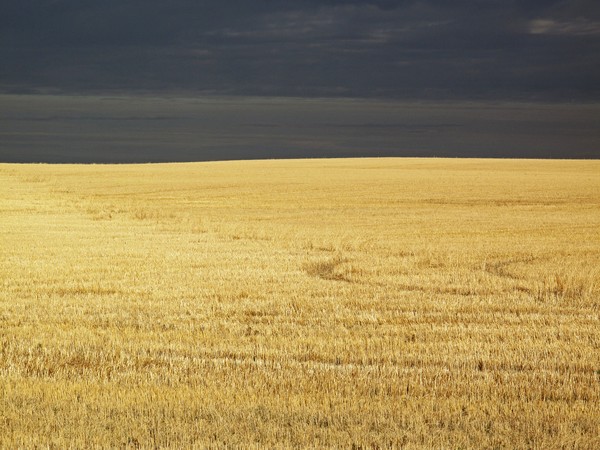 Wheat Field After Harvest 1