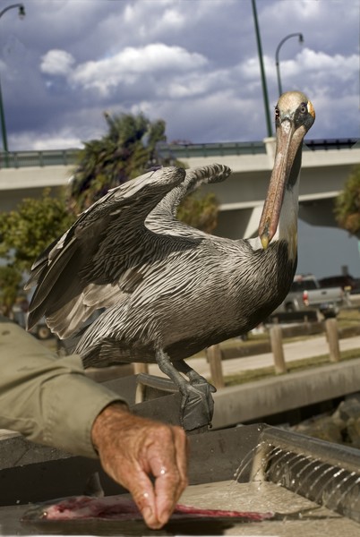 pet pelican