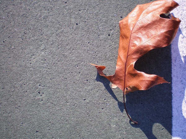 Lonely Leaf