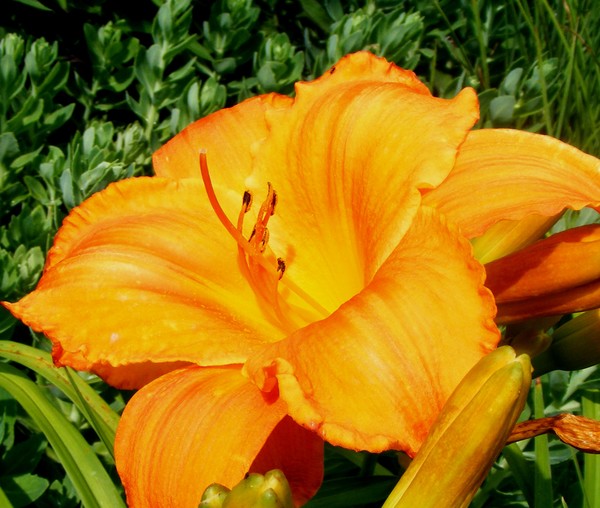 Pretty_Orange_2