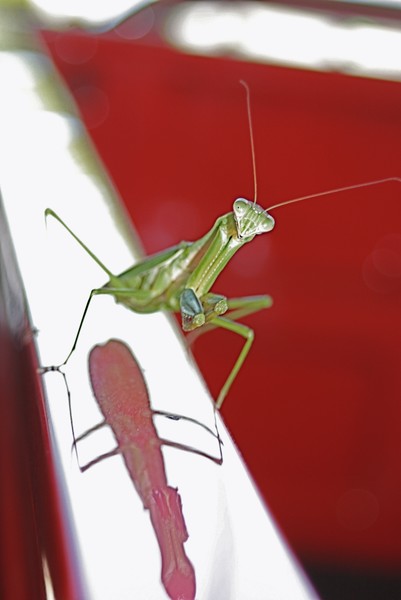 Traveling Mantis