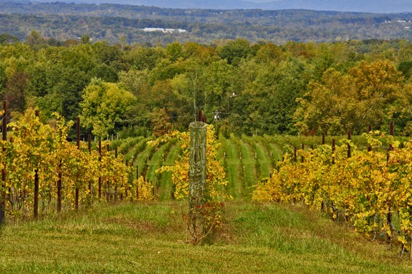 VINYARD IN NC