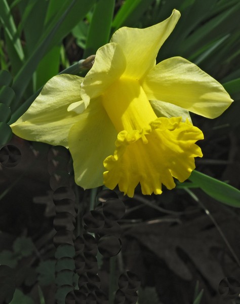 DAFFODIL CLOSE-UP