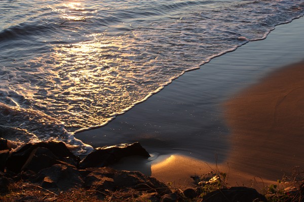 Copper Beach