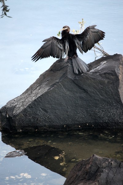 Cormorant