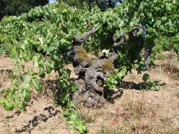Gnarly Vine