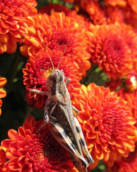 Grasshopper