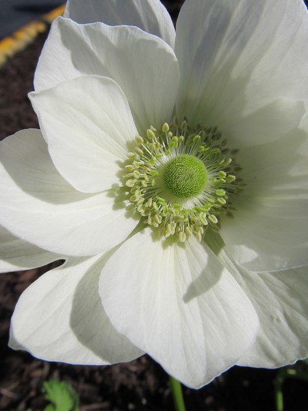 White Anemone