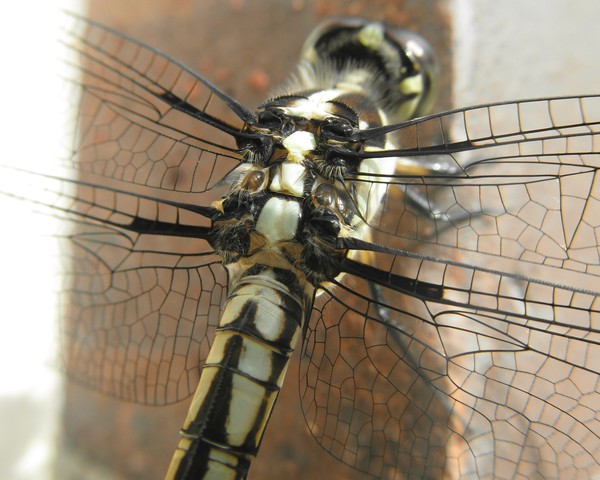 Wings