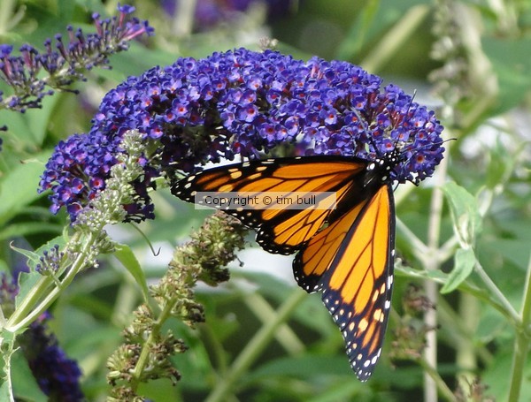 Monarch on Butterfly Bush