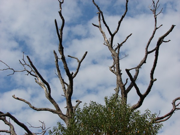 Reaching to the Sky