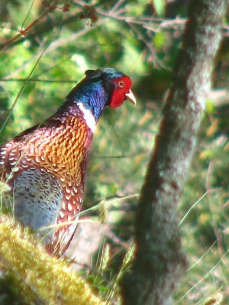 BIRDS-2008