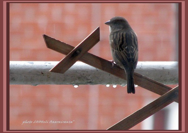road of the cross series© 2010