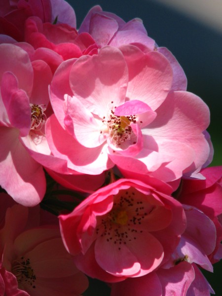 pink pink roses...