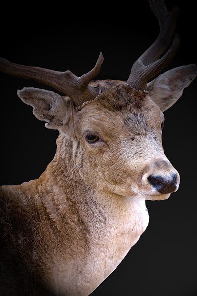 Deer I