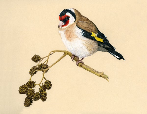 Goldfinch