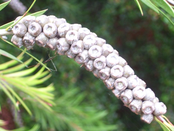 Name that seedpod