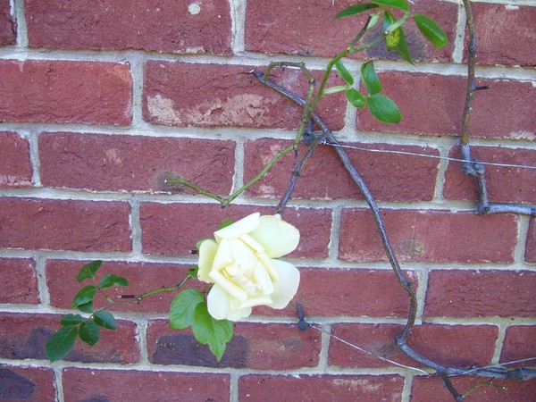 Clinging