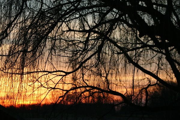 Willow Sunset