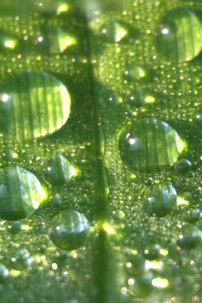 Dew Blades