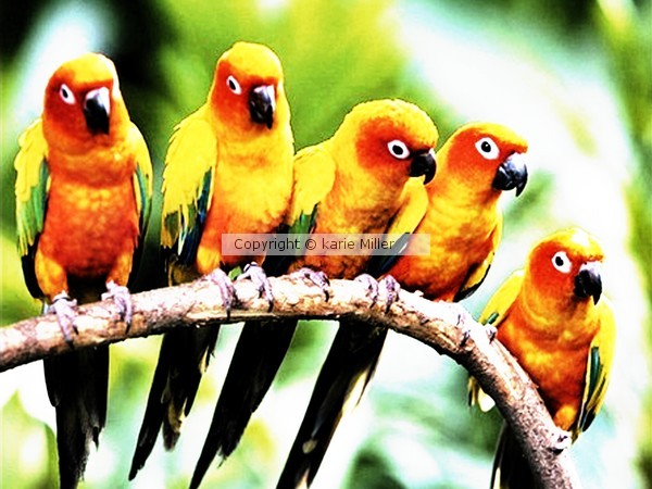featherd friends 1