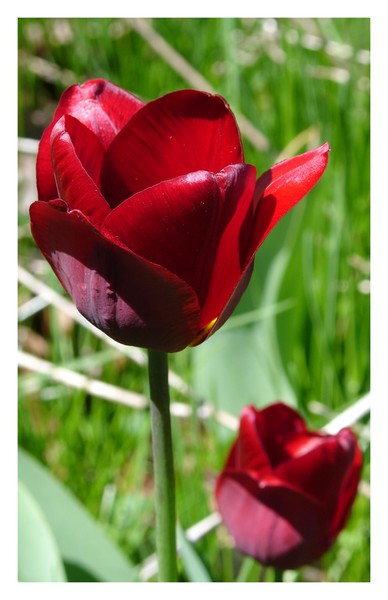 Burgundy Tulips