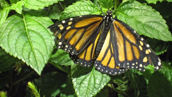 Monarch Butterfly
