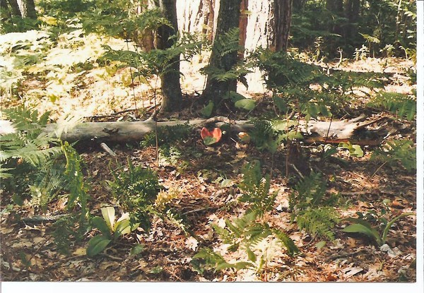A Single Mushroom