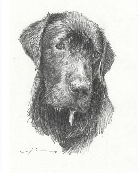 wp-lg wet black lab portrait