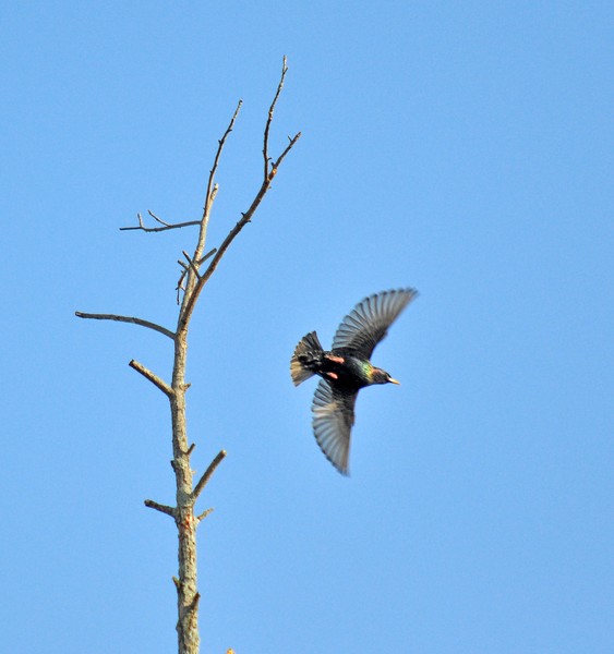 In Flight  4/24/2012 