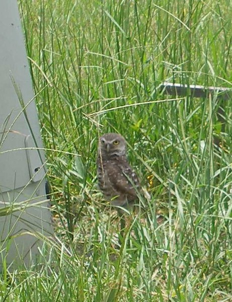 Spotted Owl