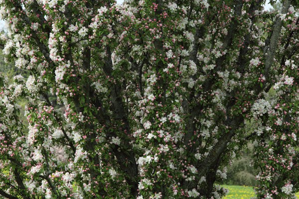 Blooming of a Tree (1)