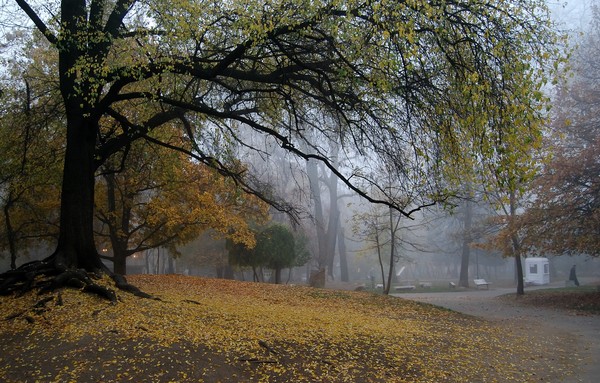 For Fall in The park