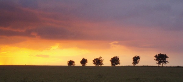 Sum Trees