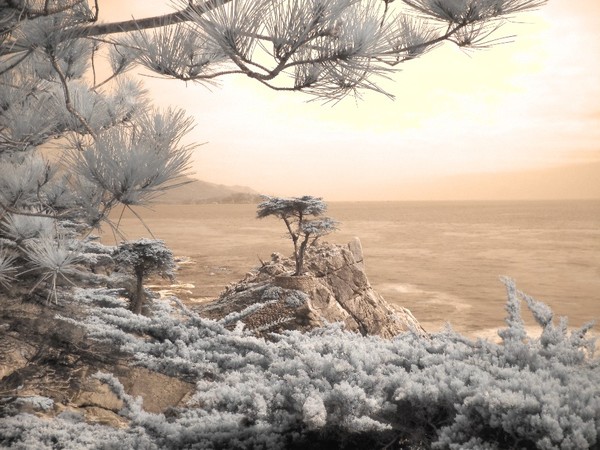 The Lone Cypress