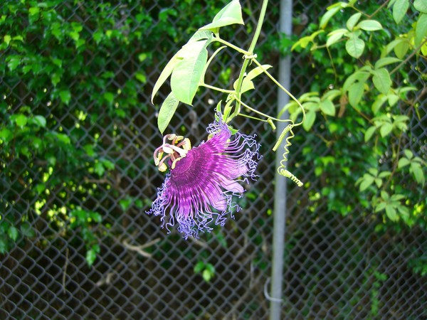 Purple Passion Flower Too