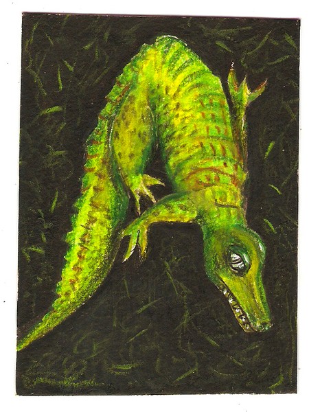 A is for aligator