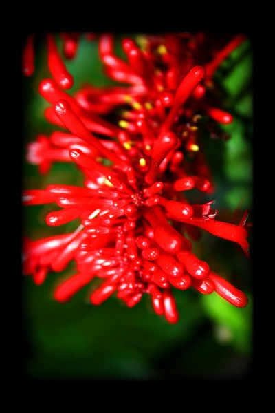 Red Reach