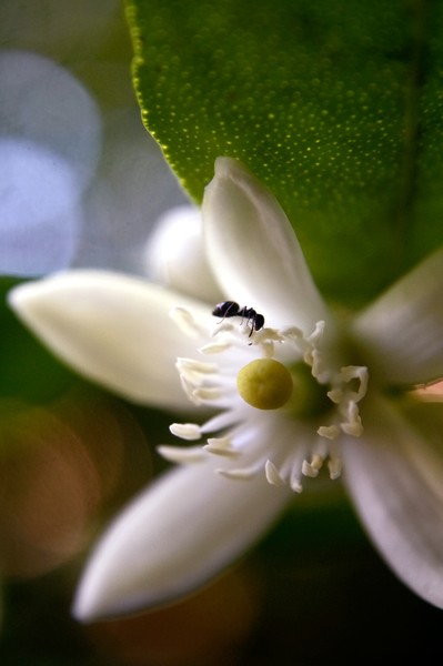 Lime Blossom 