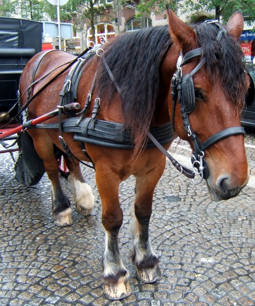 Carriage horse