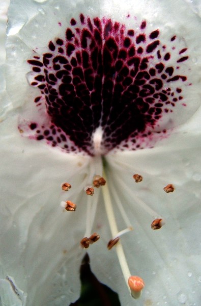 Flower portrait