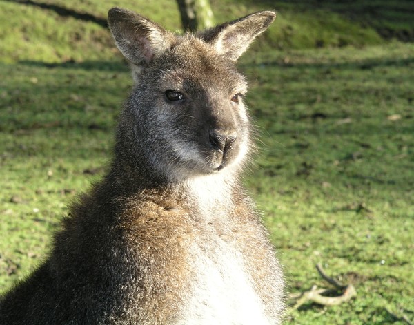 wallaby