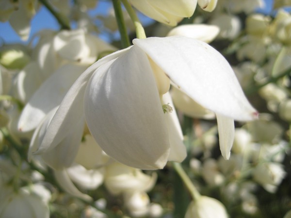 Spring II